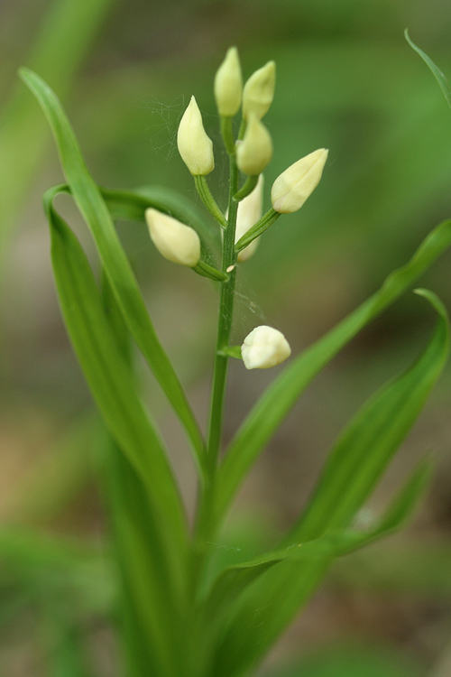 Fiori bianchi da determinare